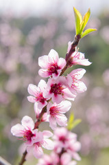 Peach tree flowers