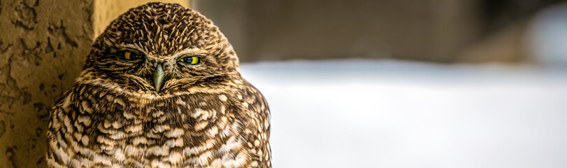 Burrowing Owl (Banner)