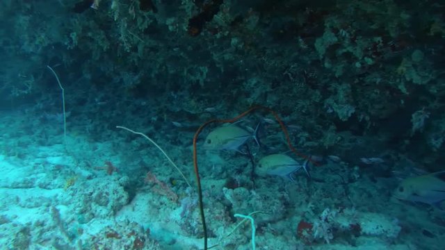 Two Black Jack (Caranx lugubris) swims under a wall of a coral reef, Indian Ocean, Maldives
