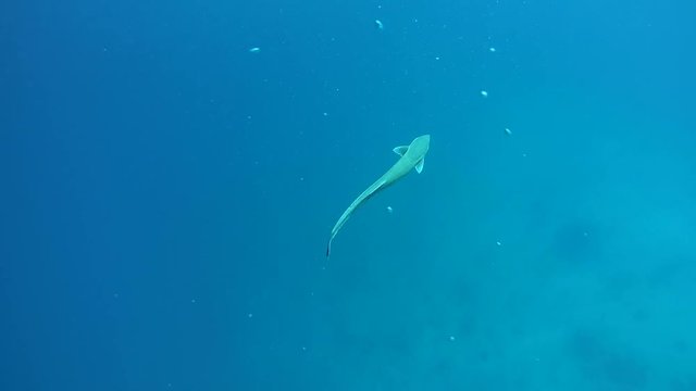 Remora (Echeneis naucrates) swimming in blue water, Indian Ocean, Maldives
