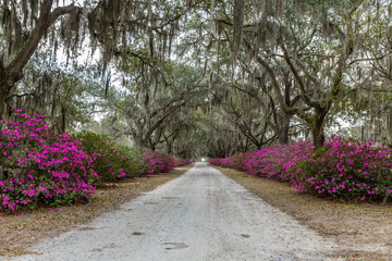 Azaleas and Spanish Moss