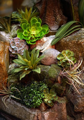 Rock Garden with Succulents and Air Plants