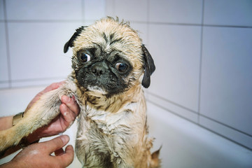 Kleiner Mops mag kein Bad
