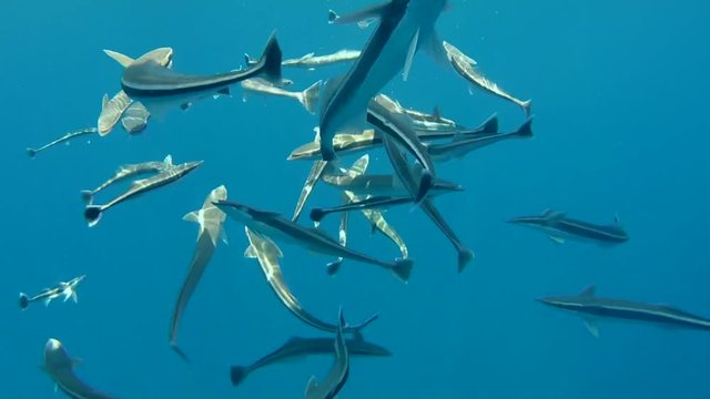 school of fish Remora (Echeneis naucrates) eating under surface of the water , Indian Ocean, Maldives
