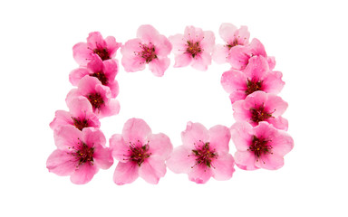 Sakura flowers isolated