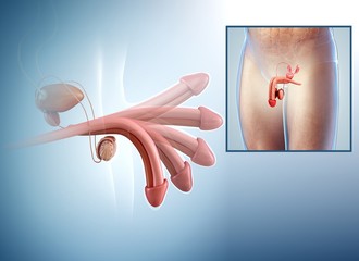 Penis erection, illustration