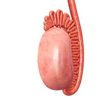 Male testis anatomy, illustration