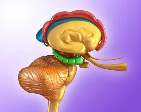 Close-up of side view of human brain