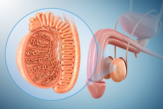 Male testis anatomy, illustration