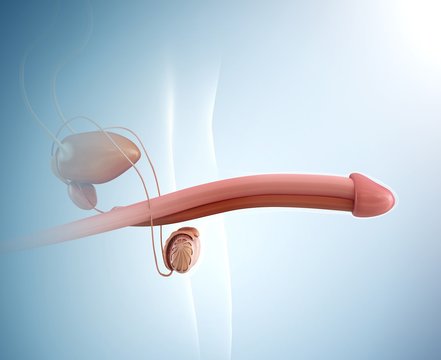 Penis erection, illustration