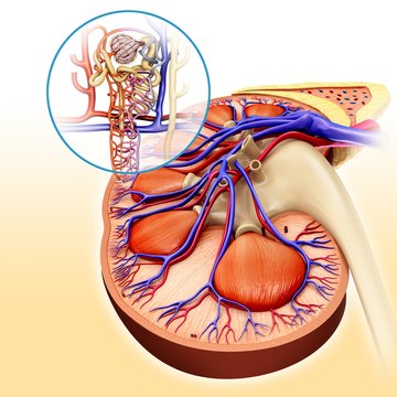 Nephron structure in a kidney, illustration