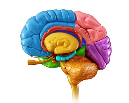 Close-up of the human brain against white background