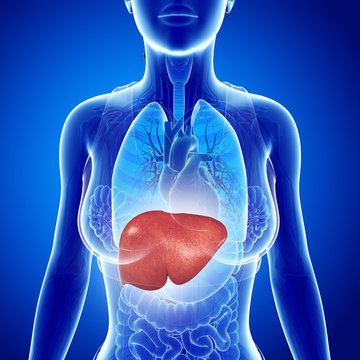 Female liver, illustration