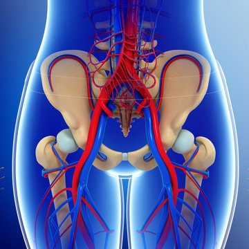 Female pelvic blood vessels, illustration