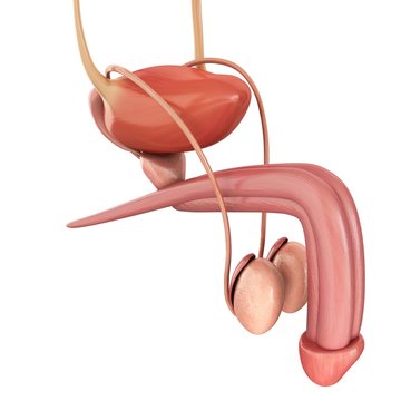 Male urinary system, illustration