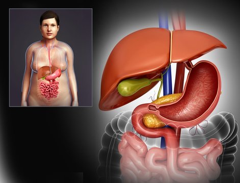 Female digestive system, illustration