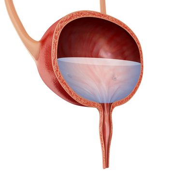 Human bladder anatomy, illustration