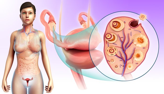 Female reproductive system, illustration