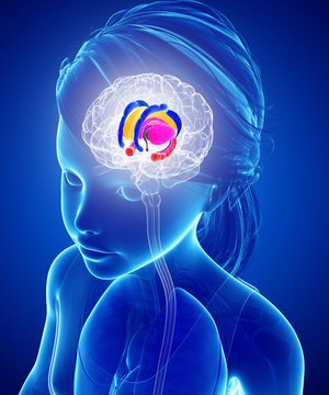 Close-up of a girl's brain anatomy