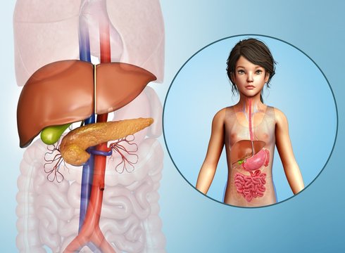 Teenage girl's liver and pancreas, illustration