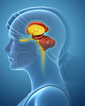 Close-up of woman's brain against blue background