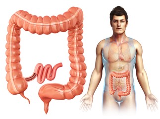 Large intestine, illustration