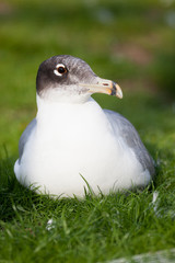 Great Black-headed Gull (Larus ichthyaetus).