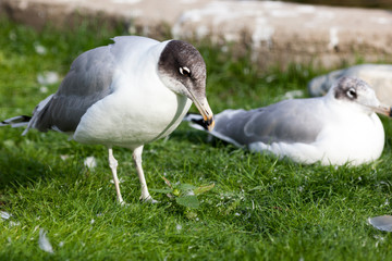Great Black-headed Gull (Larus ichthyaetus).