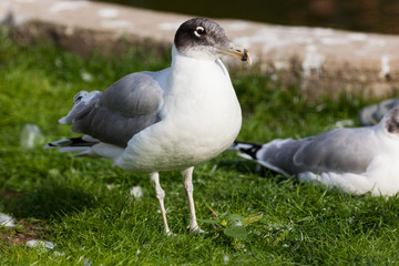 Great Black-headed Gull (Larus ichthyaetus).