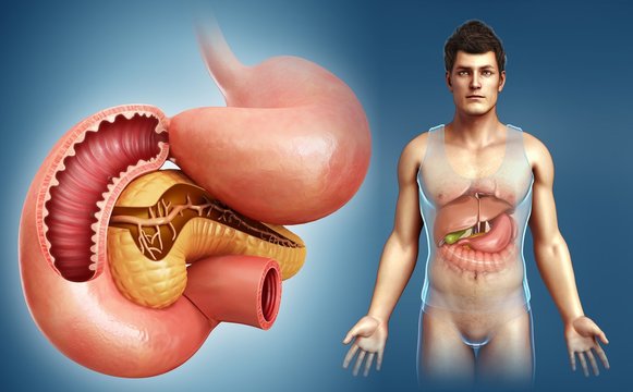 Male digestive system, illustration
