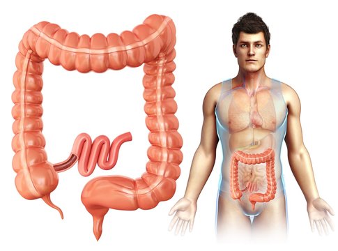 Large intestine, illustration