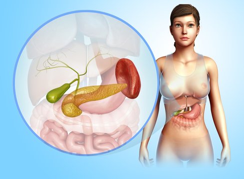 Human pancreas, illustration
