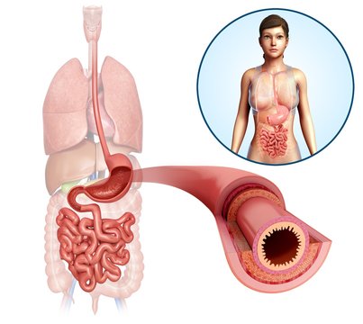 Small intestine, illustration
