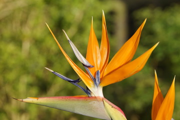 Paradiesvogelblume im Gegenlicht 566