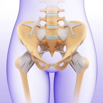 Female pelvis, illustration