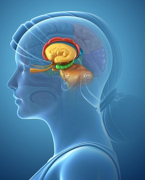 Close-up of woman's brain structure against blue background