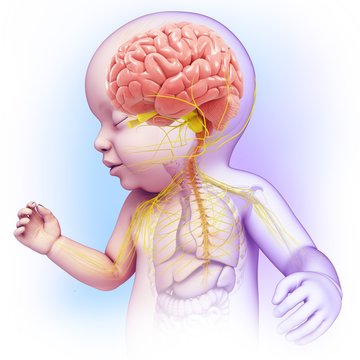 Baby's brain and nervous system, illustration