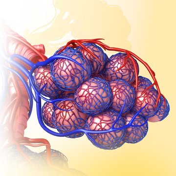Alveoli and capillaries, illustration