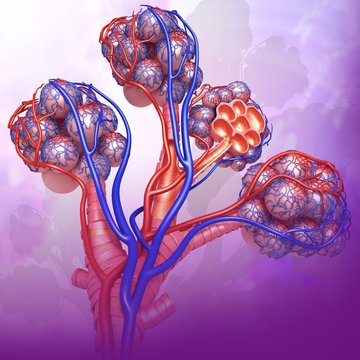 Alveoli and capillaries, illustration