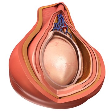 Scrotal layer, illustration