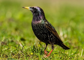 Star steht auf einer Wiese 