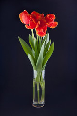 Five red tulips in transparent vase on black background