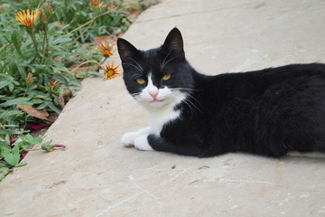 the smile of the cat as the Mona Lisa