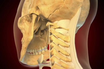 Ligaments of the human neck