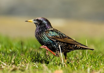 Star läuft über die Wiese 