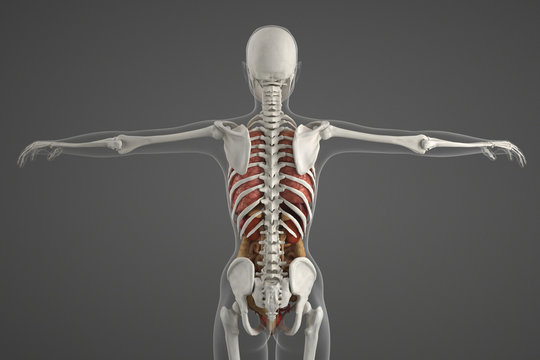 Human skeletal structure