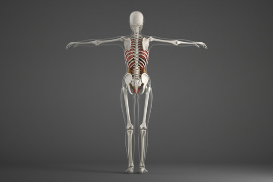 Human skeletal structure