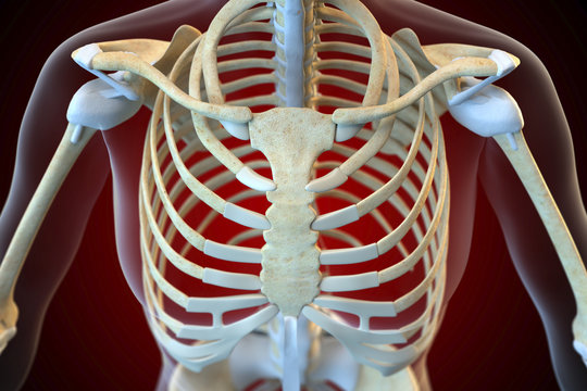 Ligaments of the human thorax