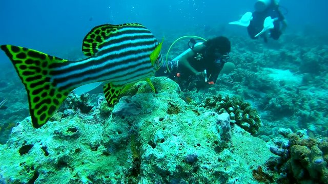 Fish Oriental Sweetlips (Plectorhinchus vittatus) looks at scuba divers diving past it, Indian Ocean, Maldives
