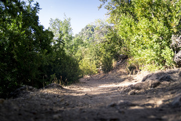 Fototapeta premium Camino entre arboles